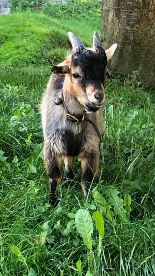 Ziegen